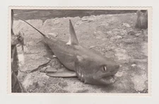 Captured The Mighty Shark with Razor Teeth Unusual Snapshot Abstract Old Photo