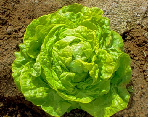 lettuce seeds click here