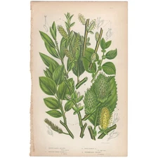 Anne Pratt 1860 antique botanical print Flowering Plants 203 Sallow