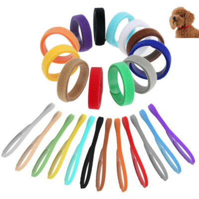 newborn kitten collars