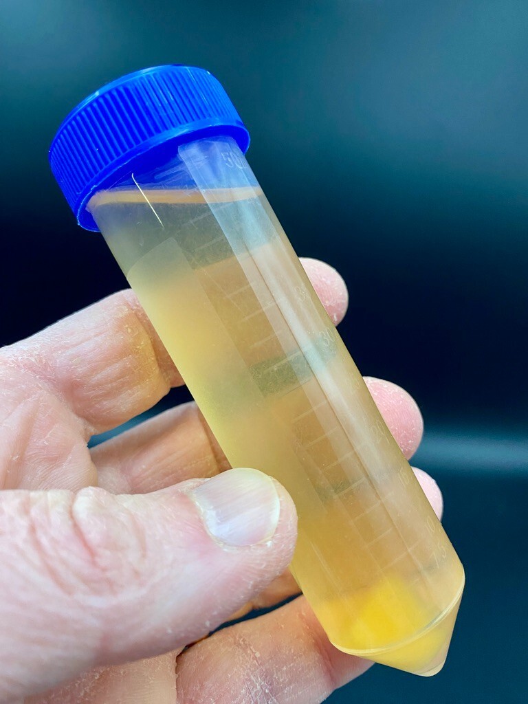 Vinegar Eels Big 50 ml Cultures in Bloom Live Feeder Fish Food Aquarium Fry eBay