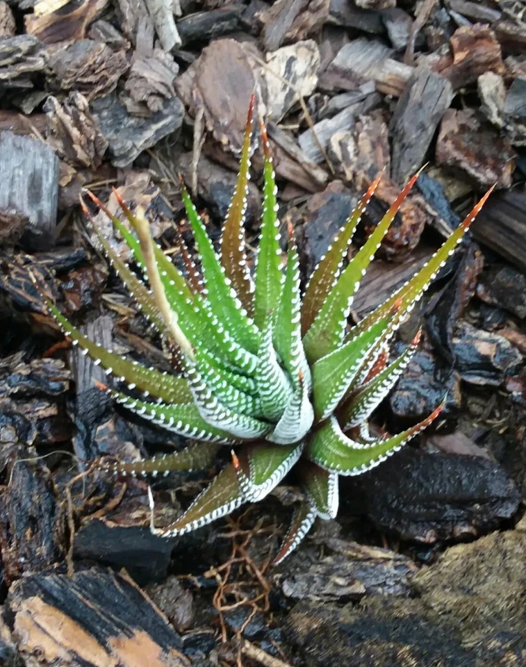 Haworthiopsis fasciata - Plantas de cactus cebra.  Foto 2 de 4