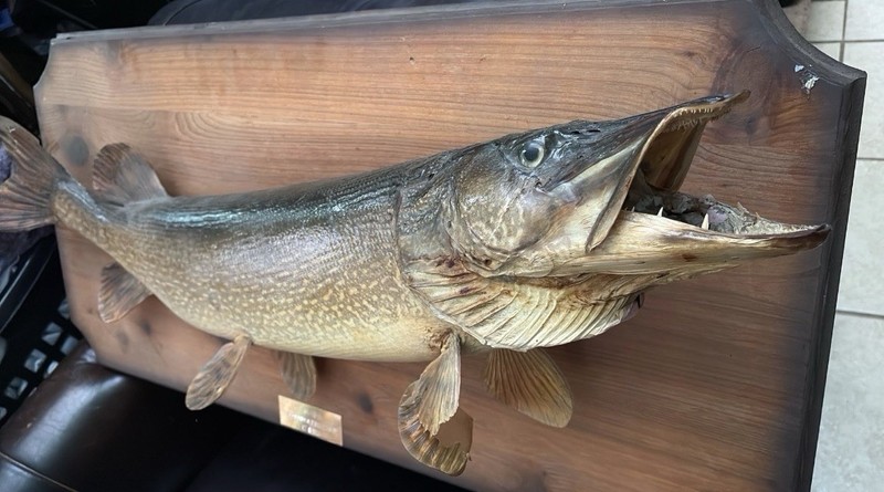 Northern Pike Fish Taxidermy Wall Mount on Wood Plaque 17 lb