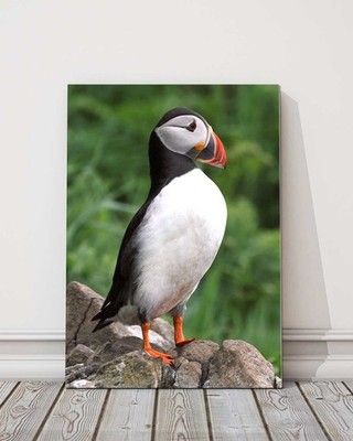 Puffin standing on a rock. Printed canvas picture. Birds/wildlife.