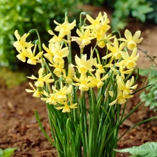 Easy to Grow Narcissus Daffodil Hawera 10 Plant Bulbs, Spring Zones 4-8