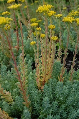 SEDUM RUPESTRE BLUE SPRUCE 200 SEEDS, HARDY SEDUM, YELLOW FLOWERS IN SUMMER - Image 4 of 4
