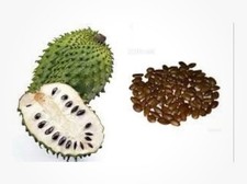 15x Soursop Seeds, Annona muricata Tropical exotic fruit, Easy to grow tree