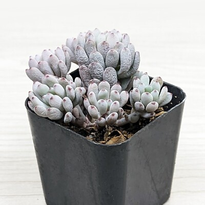 Succulent Pot Plant - Graptopetalum Pachyphyllum : Blue Bean - In
