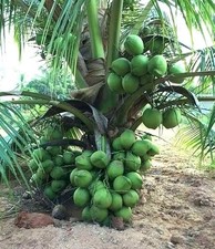 LIVE XL COCONUT PLANT Green Dwarf 1 - 3 Foot