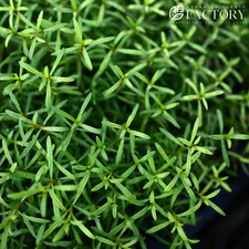 Rotala Red Cross | Aquarium Plants Factory®