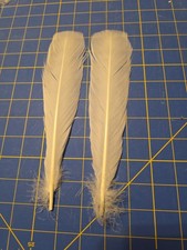 Y205 Pair Holland White Turkey Tail Feather 