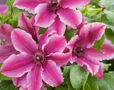 Clematis, Carnaby seeds