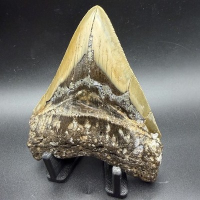 REAL MEGALODON SHARK TOOTH 4.46  PYRITE INFUSED NORTH CAROLINA AUTHENTIC
