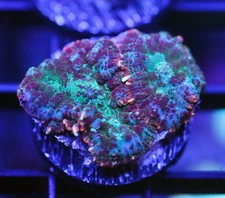 DIYreefer Live Coral WYSIWYG Blue/Green Rainbow Rhodactus Mushroom 2 Polyps