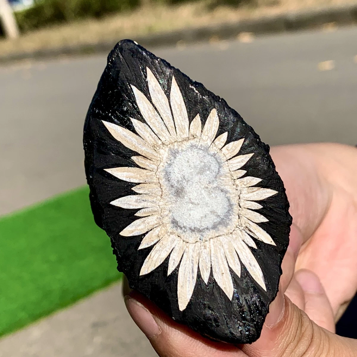 菊花石 木製台座付き 【公式通販】