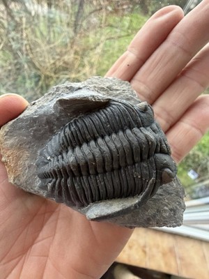 Hollardops Trilobite Fossil. Middle Devonian. Alnif, Morocco 