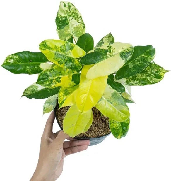philodendron burle marx variegated