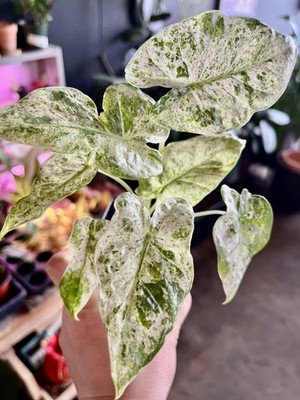 Alocasia odora batik variegated rare indoor plant potted in soil UPshining  | eBay