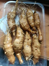 Organic Freshly dug washed clean Jerusalem Artichokes Jerusalem Artichoke Tubes