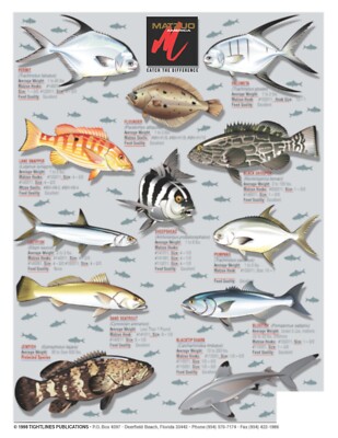 Real Fish References Fish Reference