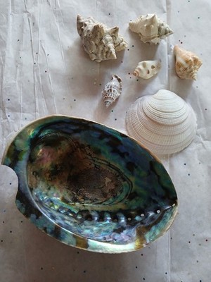 Seashells with A Smudging Shell Beach Decor 7 Pack Sea Shells for Decorating