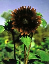 Chocolate Sunflower 20 Seeds - Unique - Spectacular