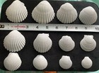 Beautiful Lot Dozen White Painted Scallop Seashells Ocean Beach Decor Craft — photo 3