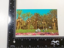 Postcard Picturesque Date Grove Indio Califor...