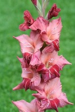 GLADIOLUS SOUL - 5 Flower Bulbs - NEW VARIETY - Unique Coloration - U S SELLER