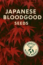 10 Bloodgood Japanese Maple Seeds – Fast Growing Ornamental Tree