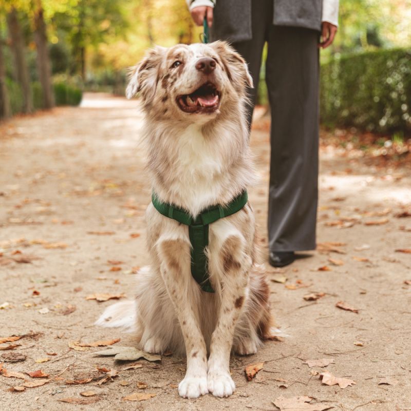 Arnés esmeralda para perro de alta calidad totalmente ajustable y ofrece un ajuste ideal