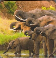 K&uuml;hlschrank - Magnet: Elefantenherde am Wasser - drinking Elephants