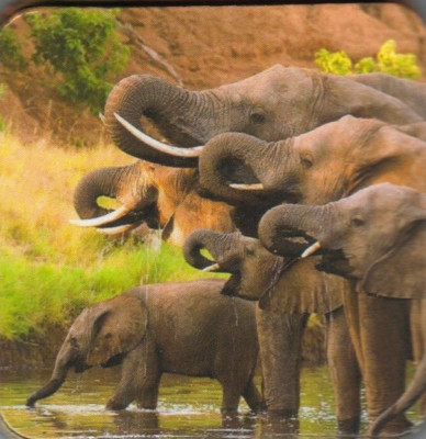 Kühlschrank - Magnet: Elefantenherde am Wasser - drinking Elephants 