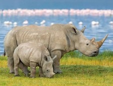 Rhinoceros RHINO and Calf- 11
