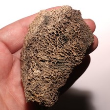 Tyrannosaurus Rex Vertebrae Bone Dinosaur Fossil Hell Creek Formation Cretaceous