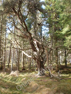 Foto 12x8 alter Baum an Gleis aus Forstklares Fällfahrzeug Lewist um 2010