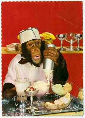 Beautiful Vintage 70's Monkey Pastry Cook Chimpanzee Real Photo ...