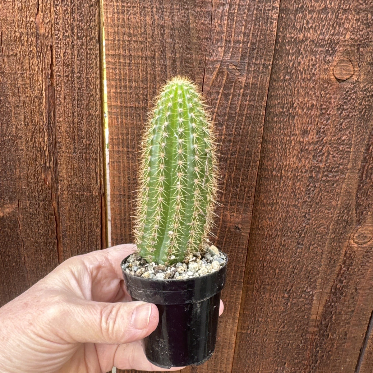 Echinocereus Evergreen Cactis&Succulents for sale | eBay