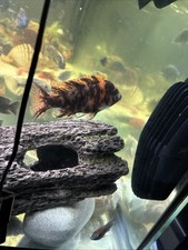 OB Peacocks African Cichlids 4-5"