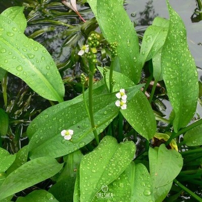 Alisma plantago-aquatica 30+ Stück frische Samen, Gewöhnliche Wasserwegerichsamen