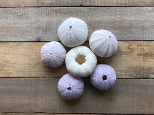 Sea Urchin 5 Purple Sea Urchin Shell 5 Purple Sea Urchin Shells