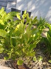 Horseradish root for planting — photo 3