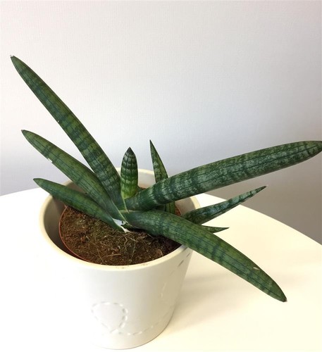 Exotenherz - Sansevieria trifasciata - Bogenhanf 12cm Topf | eBay.de