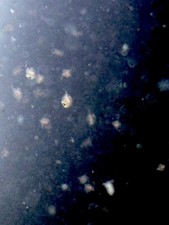 Live Daphnia Magna 200 Starter Culture with pipettes