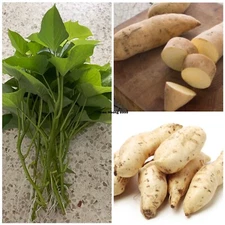 10 White Sweet Potato Slips / Cuttings / Khoai lang