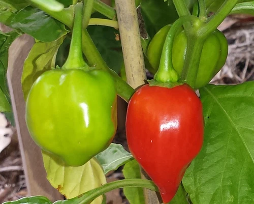 Scotch Bonnet Red Chilli - A Chilli that is Widely Called "Ball of Fire"! - Picture 4 of 5