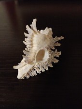 Rare F+++ MUREX MONODON Seashell 69.21mm