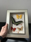 CADRE PAPILLONS NATURALISÉS TAXIDERMIE ENTOMOLOGIE CURIOSITÉ DÉCO