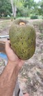 Annona sp. "Bruto Maranhao" — photo 3
