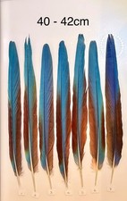 Parrot Macaw Feather Crafts DreamCatcher Jewellery Headdress Spiritual Quill Pen